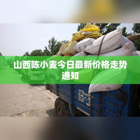 山西陳小麥今日最新價(jià)格走勢(shì)通知