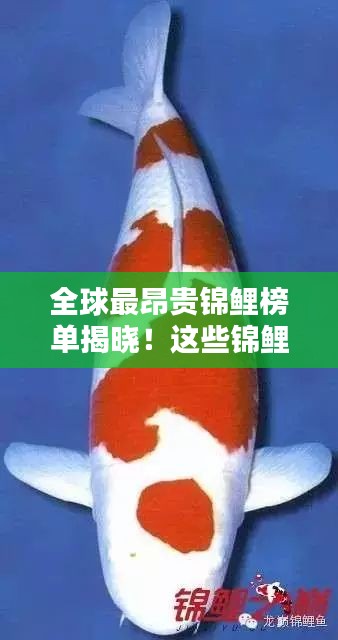 全球最昂貴錦鯉榜單揭曉！這些錦鯉身價(jià)驚人！