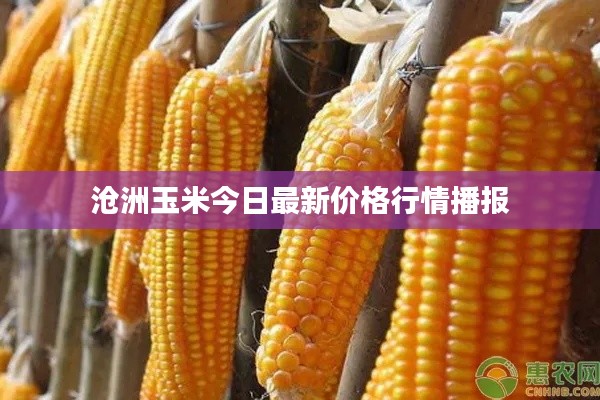 滄洲玉米今日最新價格行情播報