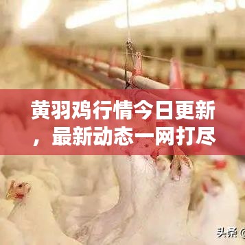 黃羽雞行情今日更新，最新動態(tài)一網(wǎng)打盡