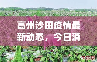 高州沙田疫情最新動態(tài)，今日消息全解析