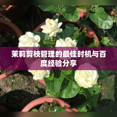 茉莉剪枝管理的最佳時機與百度經(jīng)驗分享