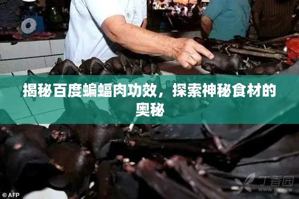 揭秘百度蝙蝠肉功效，探索神秘食材的奧秘