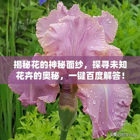 揭秘花的神秘面紗，探尋未知花卉的奧秘，一鍵百度解答！