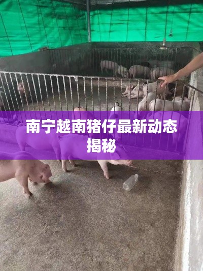 南寧越南豬仔最新動態(tài)揭秘