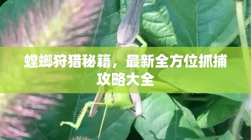 螳螂狩獵秘籍，最新全方位抓捕攻略大全