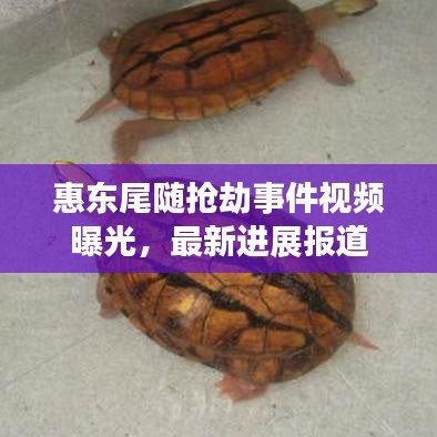 惠東尾隨搶劫事件視頻曝光，最新進展報道