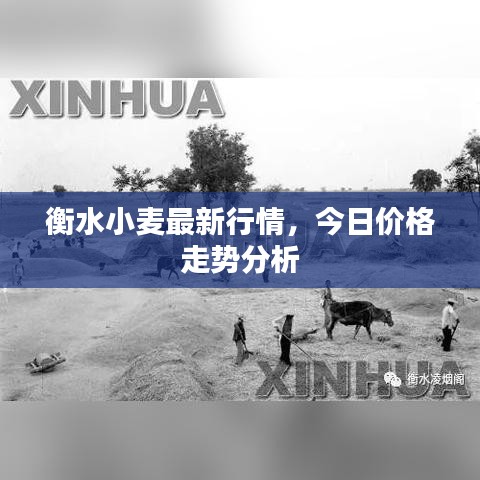 衡水小麥最新行情，今日價(jià)格走勢分析