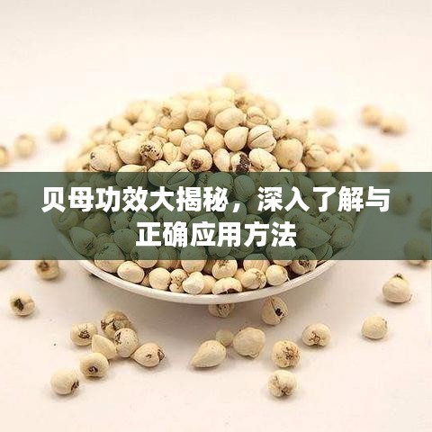 貝母功效大揭秘，深入了解與正確應用方法