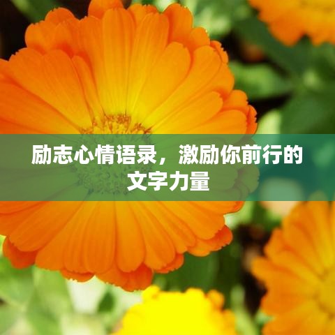 勵志心情語錄，激勵你前行的文字力量