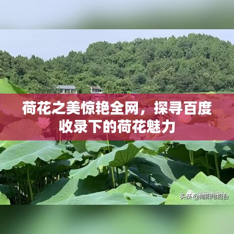 荷花之美驚艷全網(wǎng)，探尋百度收錄下的荷花魅力