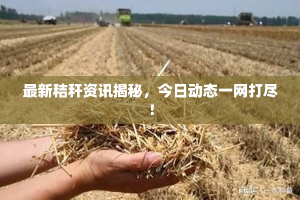 最新秸稈資訊揭秘，今日動(dòng)態(tài)一網(wǎng)打盡！