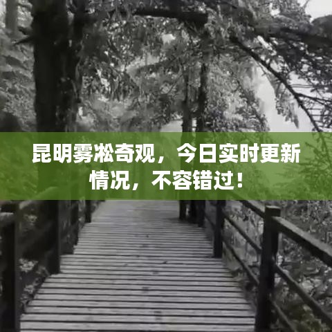 昆明霧凇奇觀，今日實(shí)時(shí)更新情況，不容錯(cuò)過(guò)！