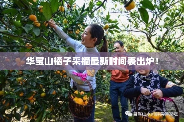 華寶山橘子采摘最新時間表出爐！