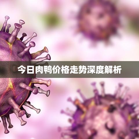今日肉鴨價(jià)格走勢(shì)深度解析