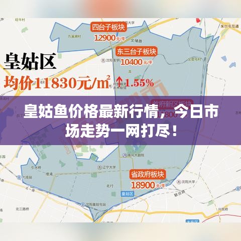 皇姑魚價(jià)格最新行情，今日市場走勢一網(wǎng)打盡！