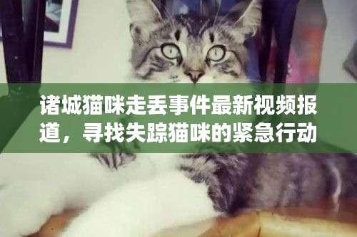 諸城貓咪走丟事件最新視頻報道，尋找失蹤貓咪的緊急行動！