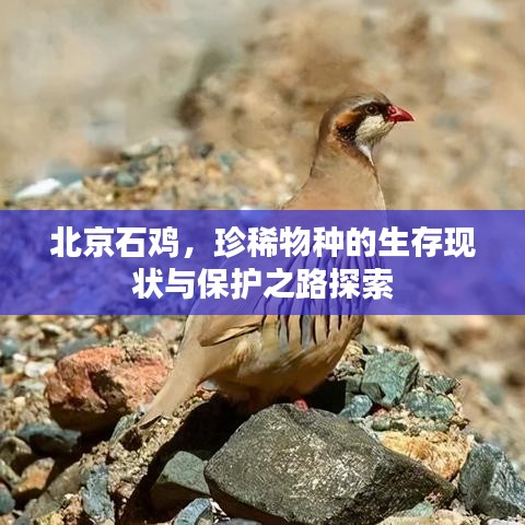北京石雞，珍稀物種的生存現(xiàn)狀與保護(hù)之路探索