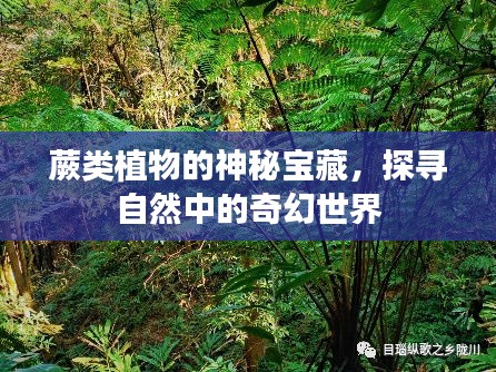 蕨類植物的神秘寶藏，探尋自然中的奇幻世界
