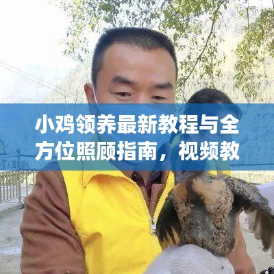 小雞領(lǐng)養(yǎng)最新教程與全方位照顧指南，視頻教你如何精心呵護(hù)小雞成長(zhǎng)！