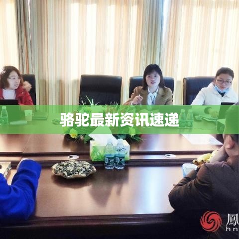 駱駝最新資訊速遞