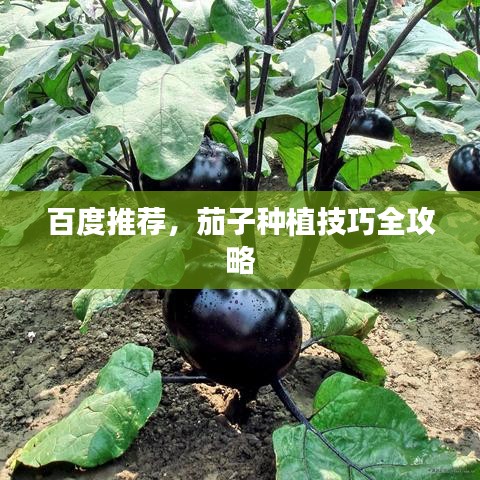 百度推薦，茄子種植技巧全攻略