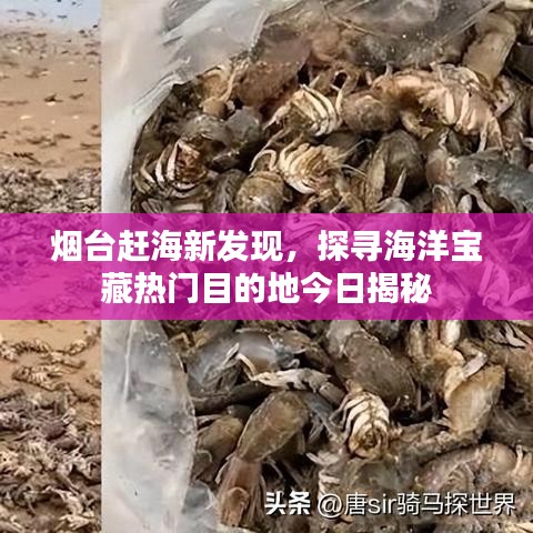 煙臺(tái)趕海新發(fā)現(xiàn)，探尋海洋寶藏?zé)衢T目的地今日揭秘