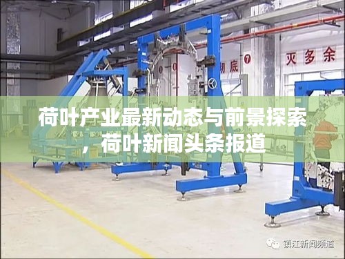 荷葉產業(yè)最新動態(tài)與前景探索，荷葉新聞頭條報道