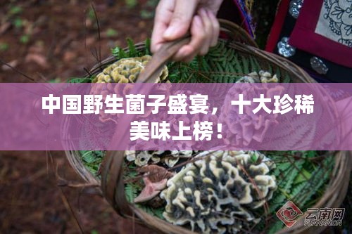 中國野生菌子盛宴，十大珍稀美味上榜！