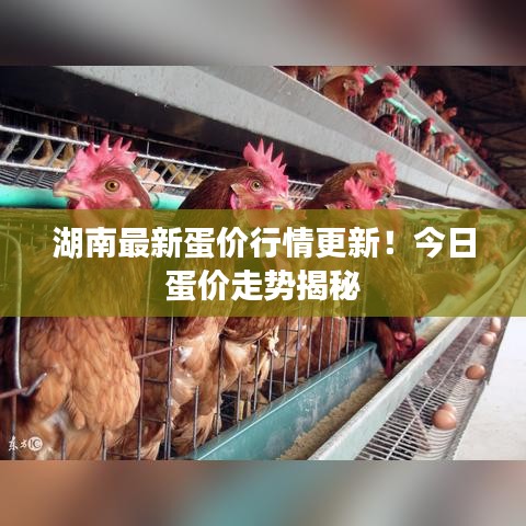 湖南最新蛋價行情更新！今日蛋價走勢揭秘