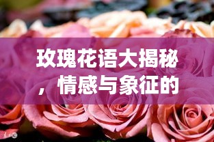 玫瑰花語(yǔ)大揭秘，情感與象征的完美融合，百度收錄標(biāo)準(zhǔn)標(biāo)題！