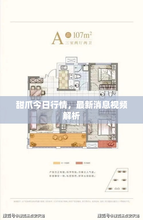 甜爪今日行情，最新消息視頻解析