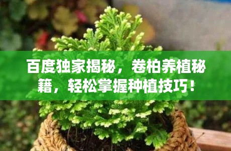 百度獨家揭秘，卷柏養(yǎng)植秘籍，輕松掌握種植技巧！
