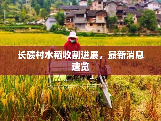 長(zhǎng)磧村水稻收割進(jìn)展，最新消息速覽