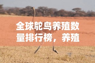 全球鴕鳥養(yǎng)殖數(shù)量排行榜，養(yǎng)殖業(yè)的新寵兒！