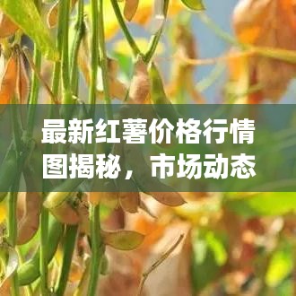 最新紅薯價格行情圖揭秘，市場動態(tài)分析與趨勢預(yù)測
