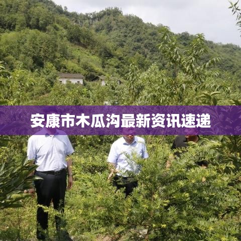 安康市木瓜溝最新資訊速遞