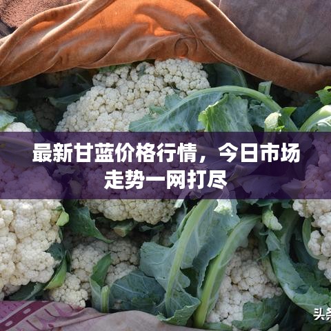 最新甘藍(lán)價(jià)格行情，今日市場走勢一網(wǎng)打盡