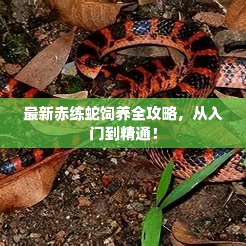 最新赤練蛇飼養(yǎng)全攻略，從入門到精通！