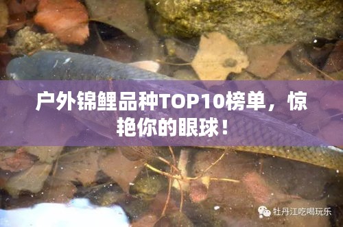 戶外錦鯉品種TOP10榜單，驚艷你的眼球！