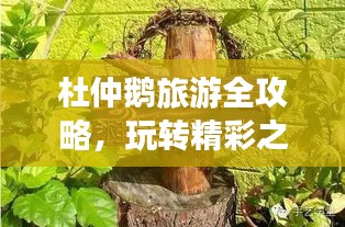 杜仲鵝旅游全攻略，玩轉(zhuǎn)精彩之旅！