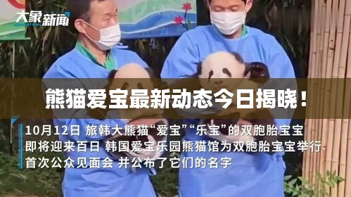 熊貓愛(ài)寶最新動(dòng)態(tài)今日揭曉！