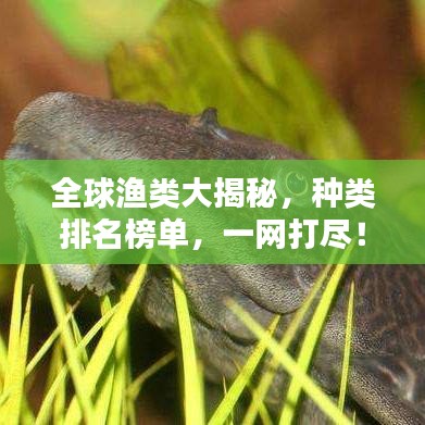 全球漁類大揭秘，種類排名榜單，一網(wǎng)打盡！