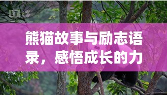 熊貓故事與勵(lì)志語(yǔ)錄，感悟成長(zhǎng)的力量