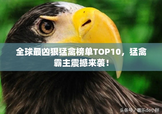 全球最兇狠猛禽榜單TOP10，猛禽霸主震撼來襲！