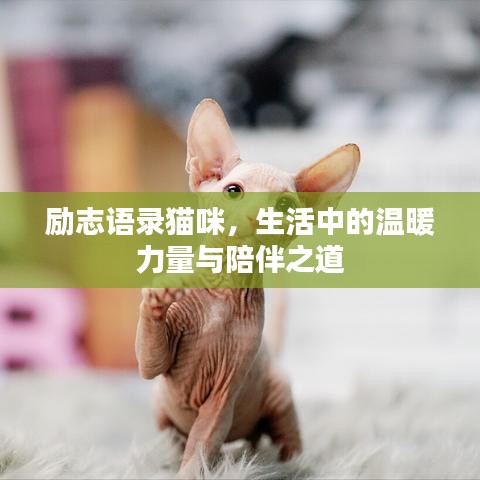 勵志語錄貓咪，生活中的溫暖力量與陪伴之道