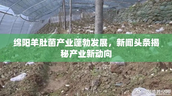 綿陽羊肚菌產(chǎn)業(yè)蓬勃發(fā)展，新聞頭條揭秘產(chǎn)業(yè)新動向