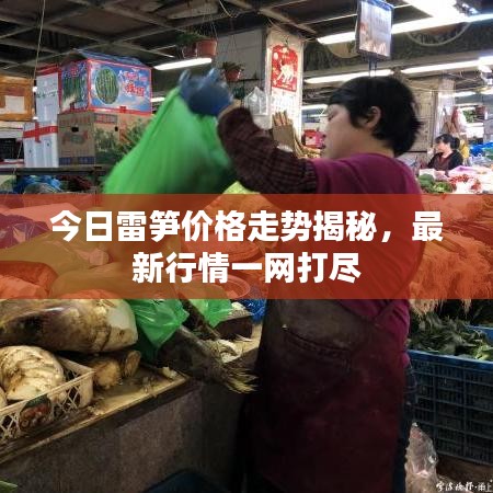 今日雷筍價(jià)格走勢揭秘，最新行情一網(wǎng)打盡