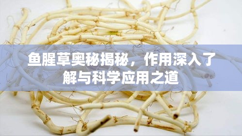 魚腥草奧秘揭秘，作用深入了解與科學(xué)應(yīng)用之道