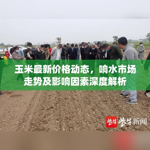 玉米最新價(jià)格動(dòng)態(tài)，響水市場(chǎng)走勢(shì)及影響因素深度解析
